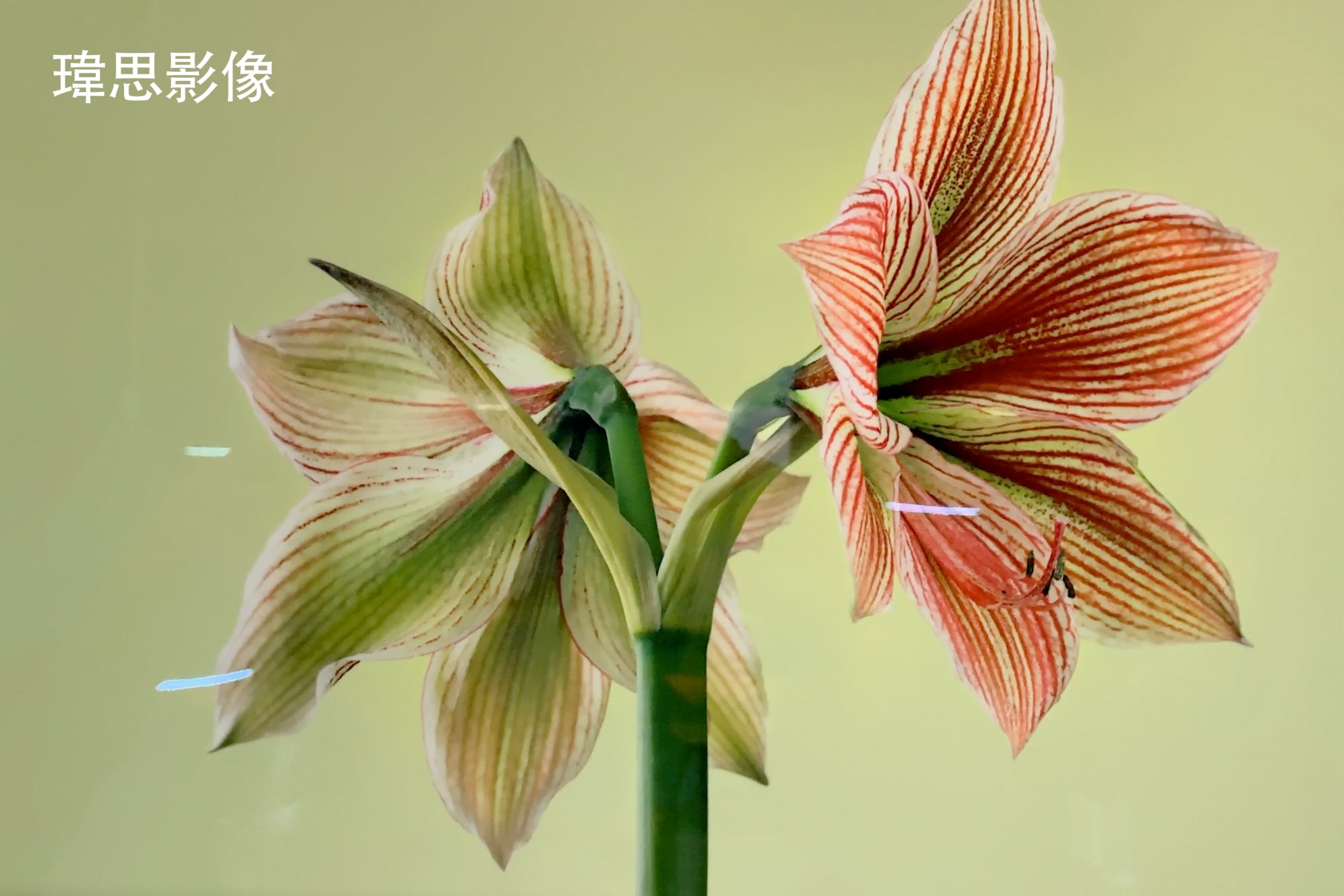 實品直擊:令人驚豔的細節呈現