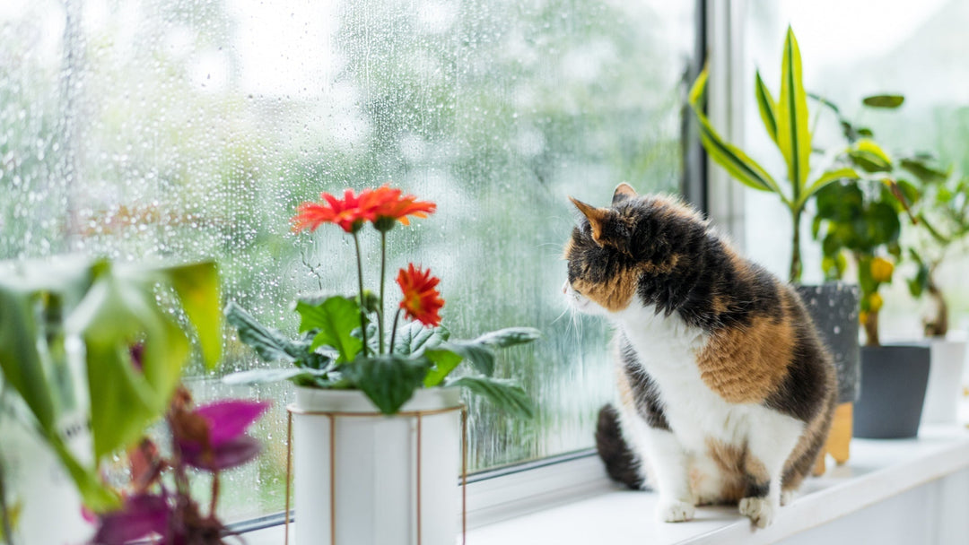 【照片保存指南】紙本照片發霉褪色怎麼辦？８大劣化現象與防潮對策